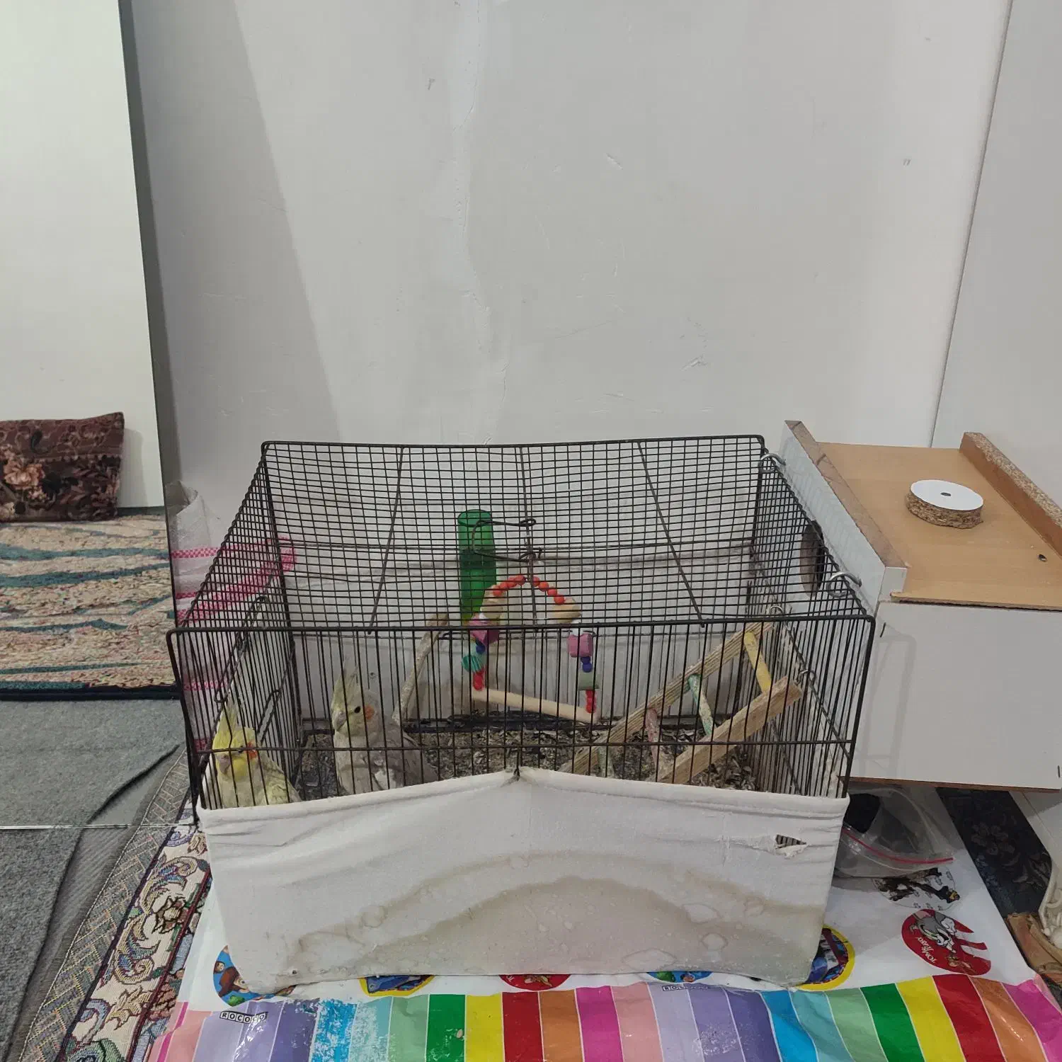 عروس هلندی|پرنده|بستان آباد, |دیوار