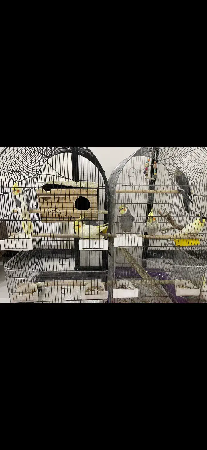 هفت عدد عروس هلندی 4/000/000|پرنده|فردیس, شهرک شهید حسینی|دیوار