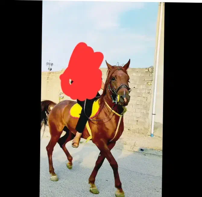 اسب عرب ایرانی|اسب و تجهیزات اسبسواری|سردرود, |دیوار