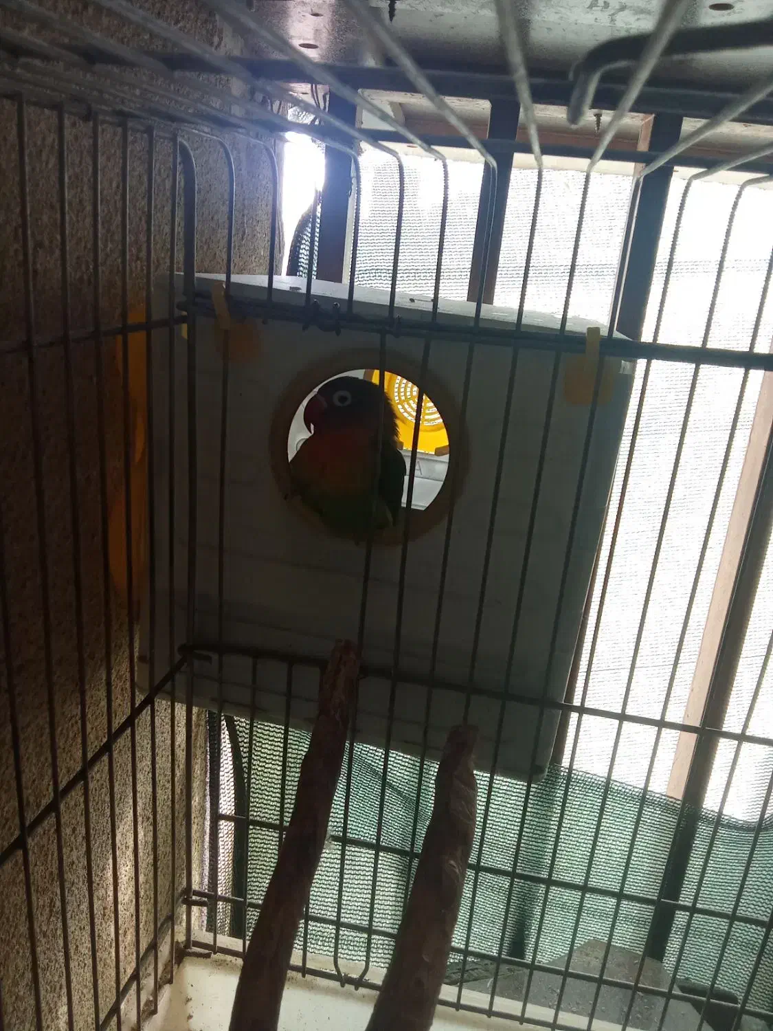 طوطی برلزیلی ماده|پرنده|پاکدشت, پاکدشت (مامازند)|دیوار