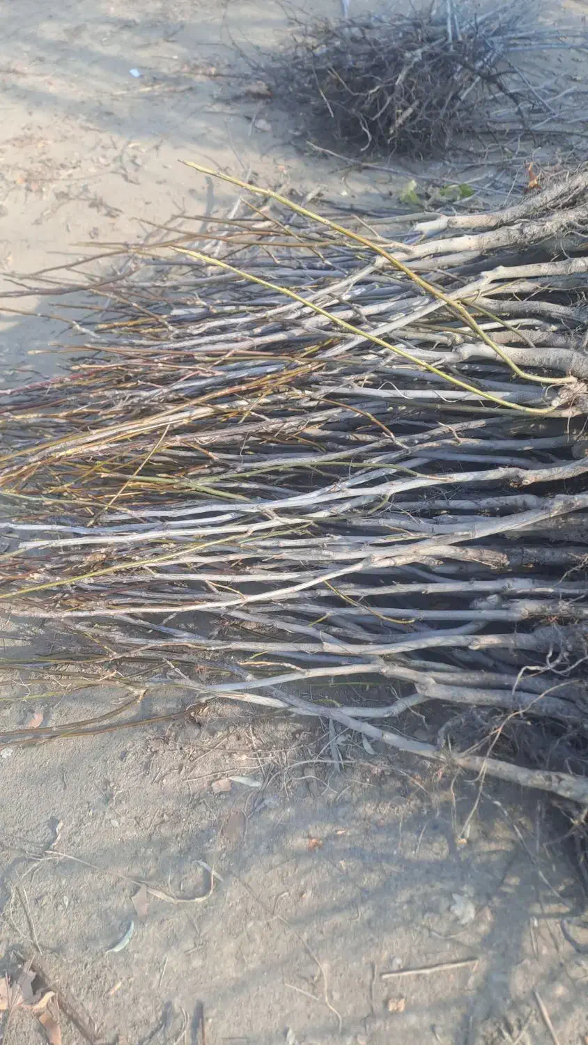 فروش نهال گردو تضمینی درنهالستان قنبری|گل و گیاه طبیعی|ارومیه, |دیوار