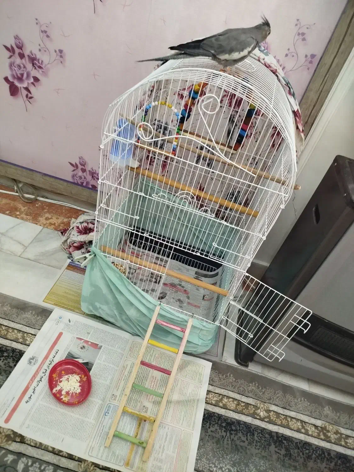 عروس هلندی با قفس|پرنده|ری, شهید غیوری (ابن باویه)|دیوار