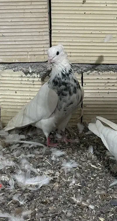 دو تا طوقی نر|پرنده|میانه, |دیوار