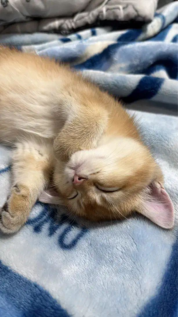 فروش بریتیش گلدny11 واکسینه|گربه|تهران, سعادت‌آباد|دیوار