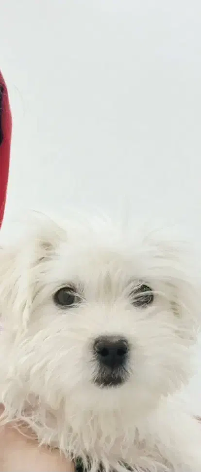 سگ ماده شیتزو کراس|سگ|مشهد, بهاران|دیوار