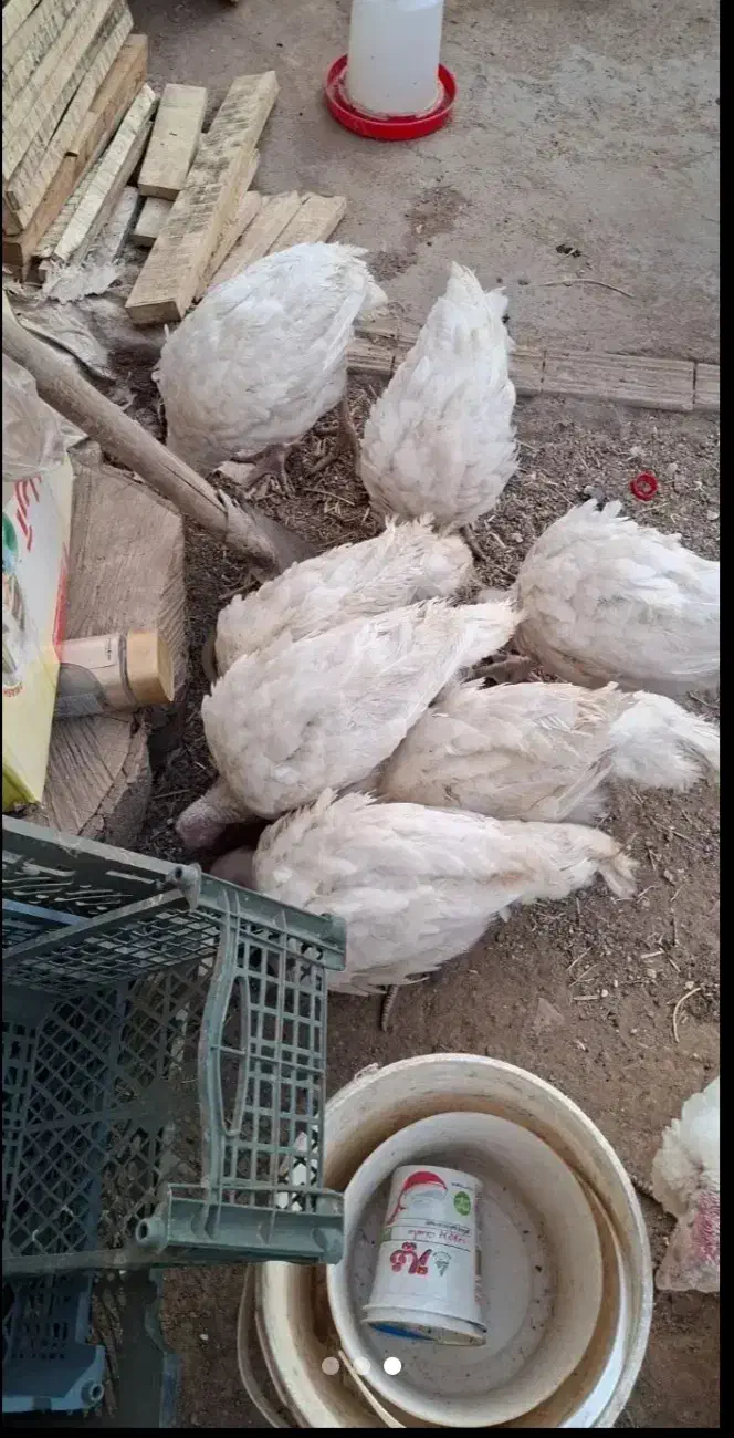 مرغو خروس وبوقلمون بیوتی 6 فوق سنگین|حیوانات مزرعه|الوند, |دیوار