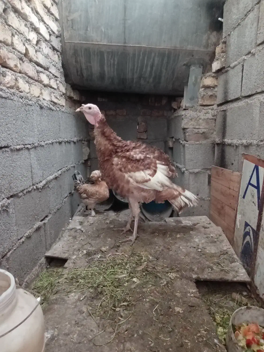 بوقلمون و مرغ کاکلی|حیوانات مزرعه|تهران, نعمت‌آباد|دیوار