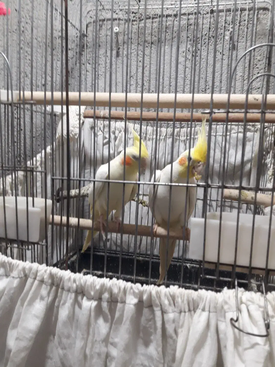 فروش عروس مولد به شرط مولد لیتینو|پرنده|بندر ماهشهر, |دیوار