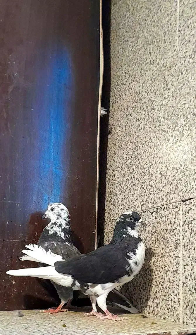 کفتر قاره دم سفید|پرنده|ملایر, |دیوار