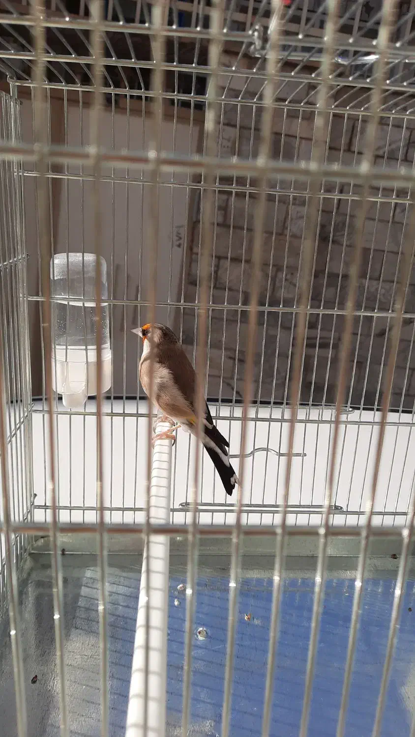 سره|پرنده|کرج, کوی امامیه|دیوار