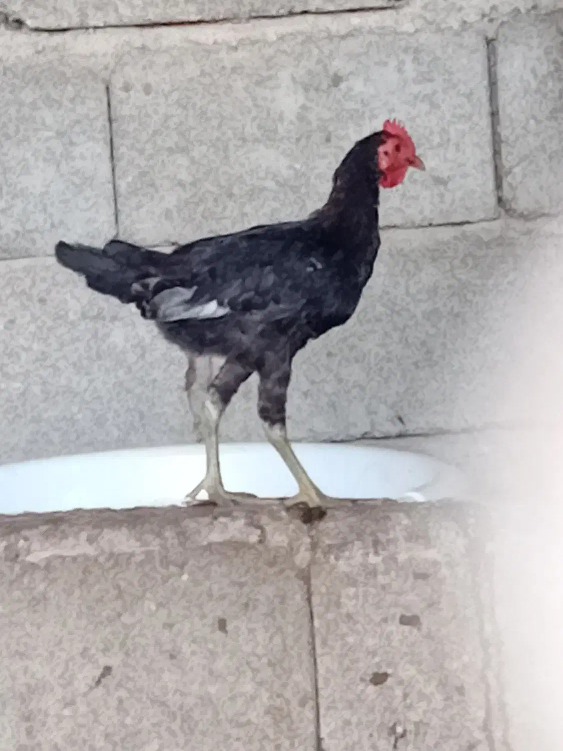 خروس محلی ونیمچه خروس|حیوانات مزرعه|آبادان, |دیوار