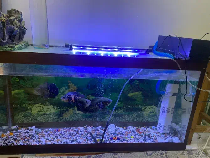 اکواریوم و ماهی|ماهی|کرج, گلشهر|دیوار