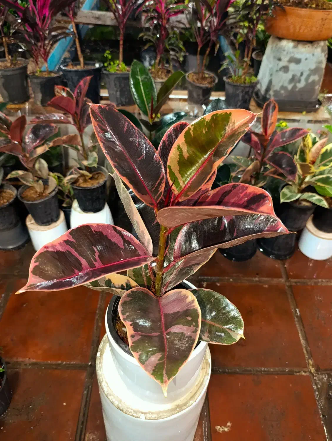 گل فیکوس آپارتمانی|گل و گیاه طبیعی|قم, مهدیه|دیوار