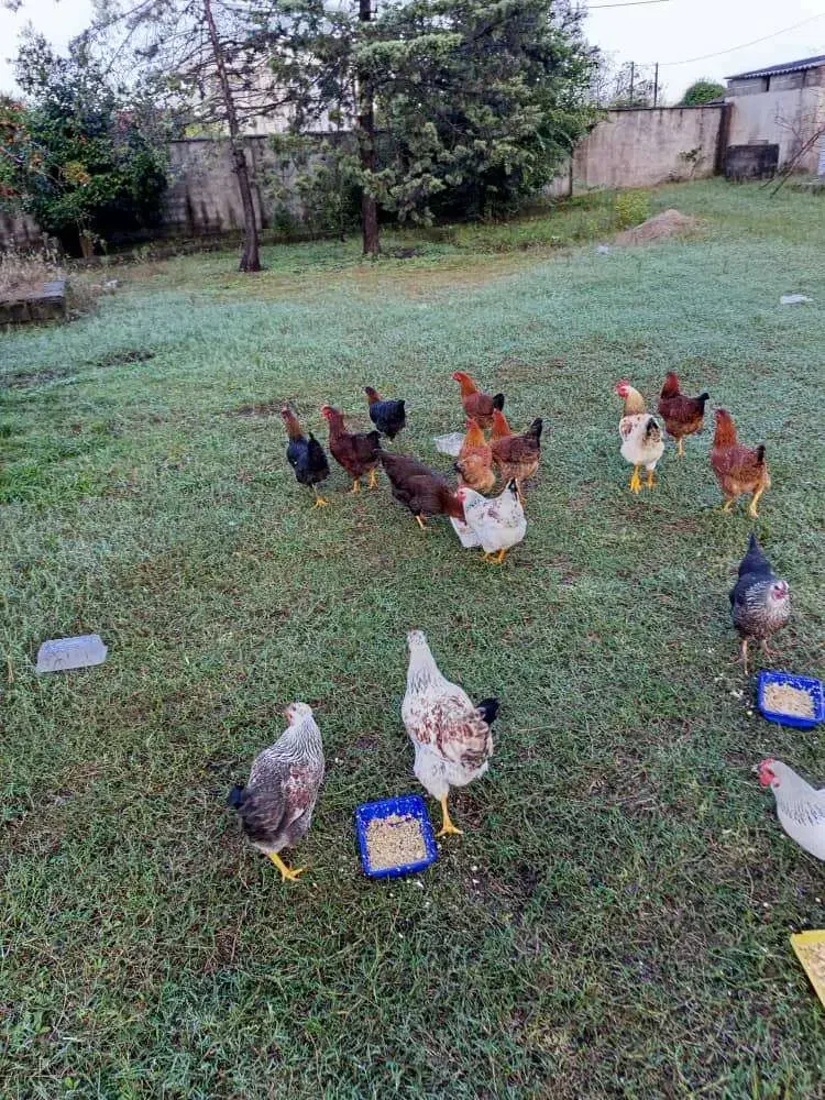 مرغ و خروس|حیوانات مزرعه|رضوانشهر, |دیوار