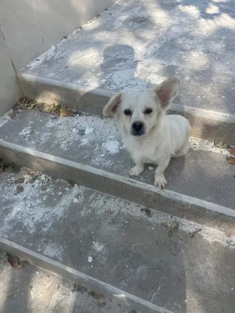 واگذاری سگ به همراه شناسنامه|سگ|شیراز, اصلاح‌نژاد|دیوار