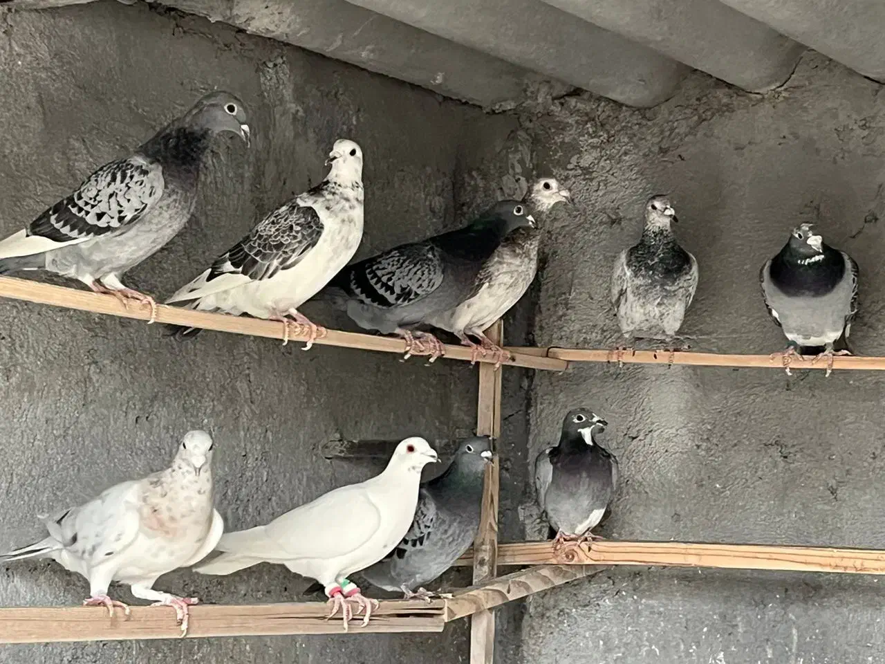 کبوتر پلاکی|پرنده|معصومیه, |دیوار