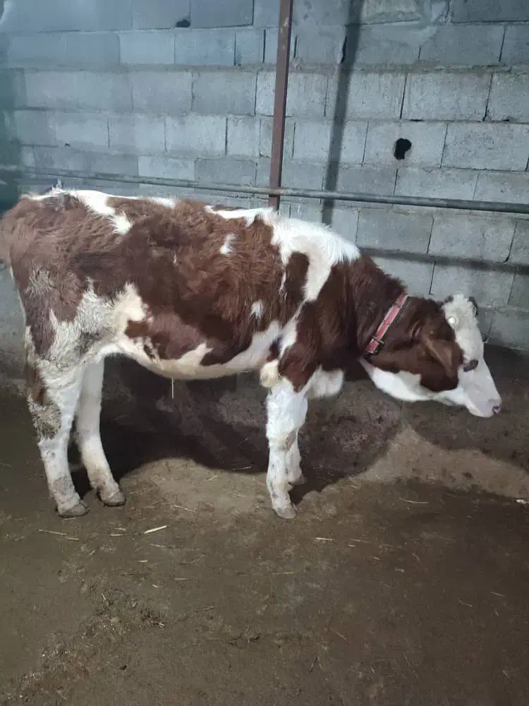 ثمینتال قرمز|حیوانات مزرعه|آمل, |دیوار