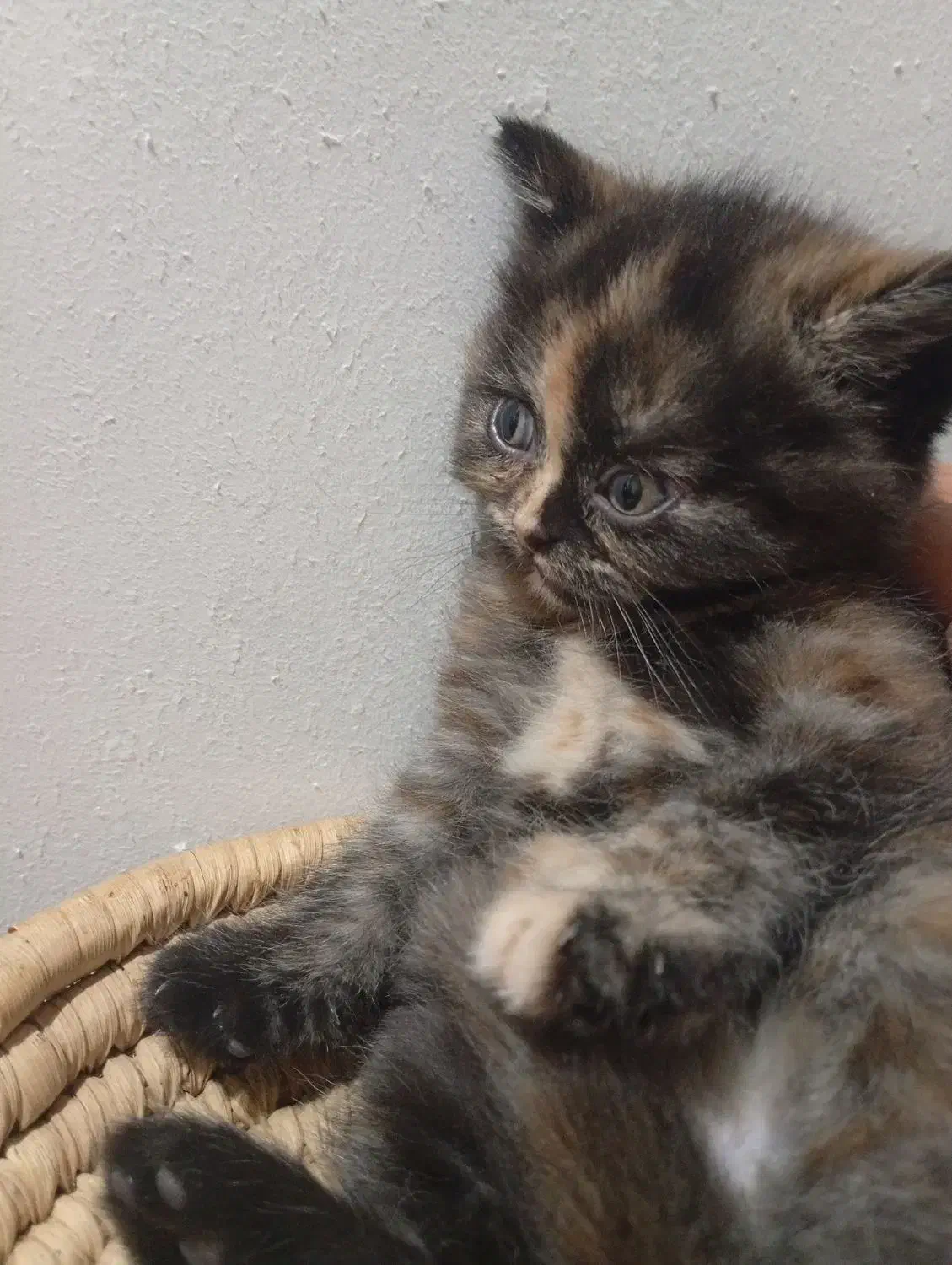 واگذاری|گربه|برازجان, |دیوار