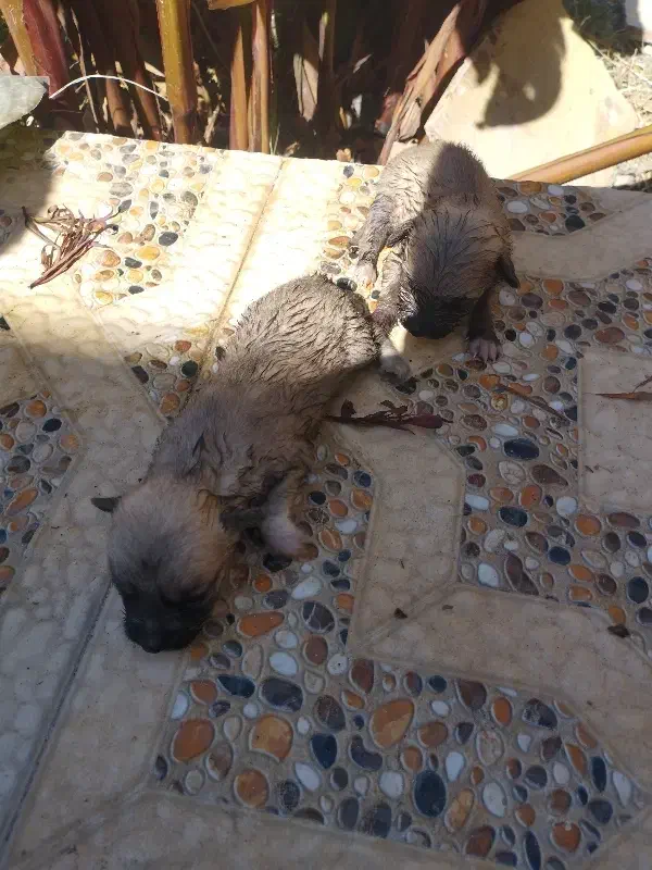 دو عدد سگ پاکوتاه با قیمت یک میلیون هر دو|سگ|کرج, محمد آباد|دیوار