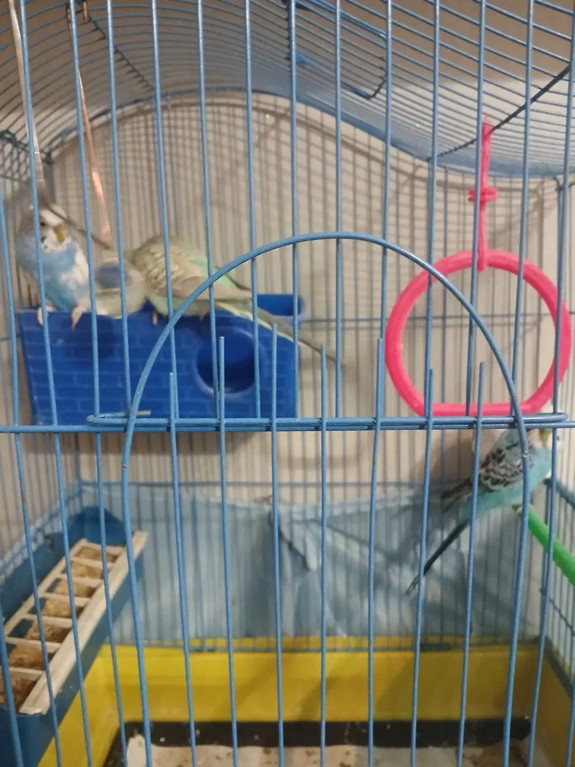 مرغ عشق|پرنده|کرج, حصارک بالا|دیوار