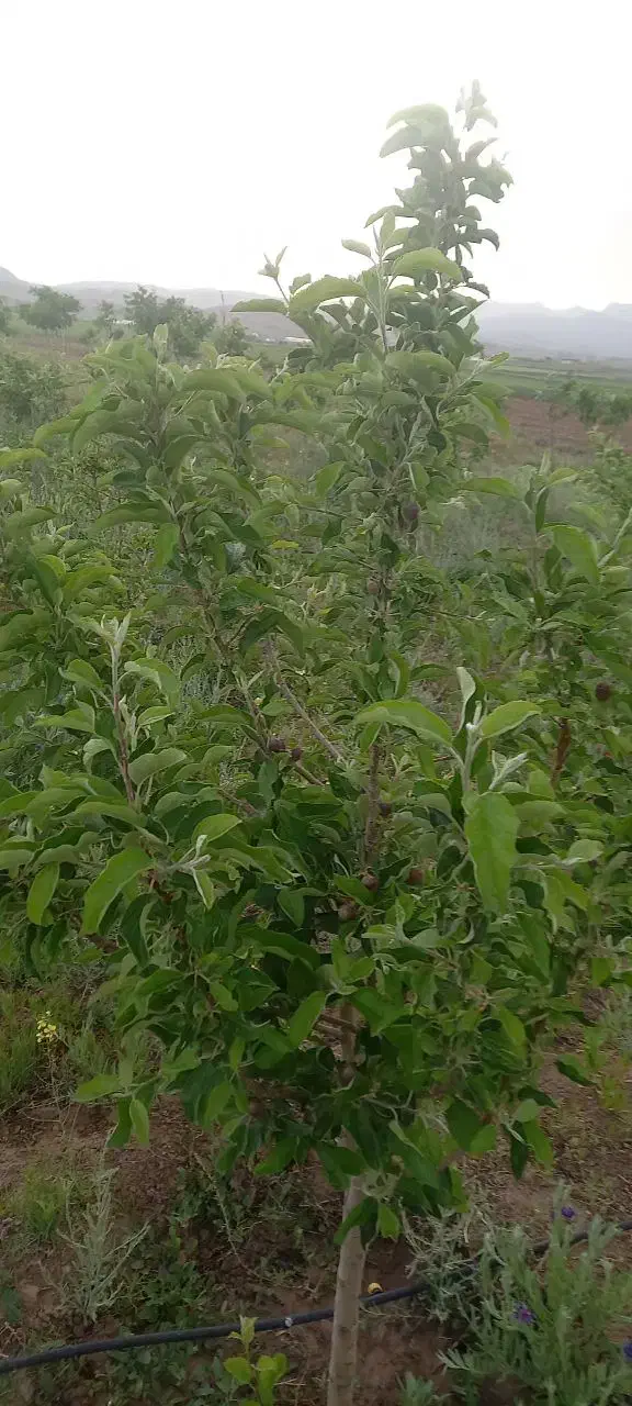 باغ ۵۰۰۰ متری|فروش زمین و ملک کلنگی|فریمان, |دیوار