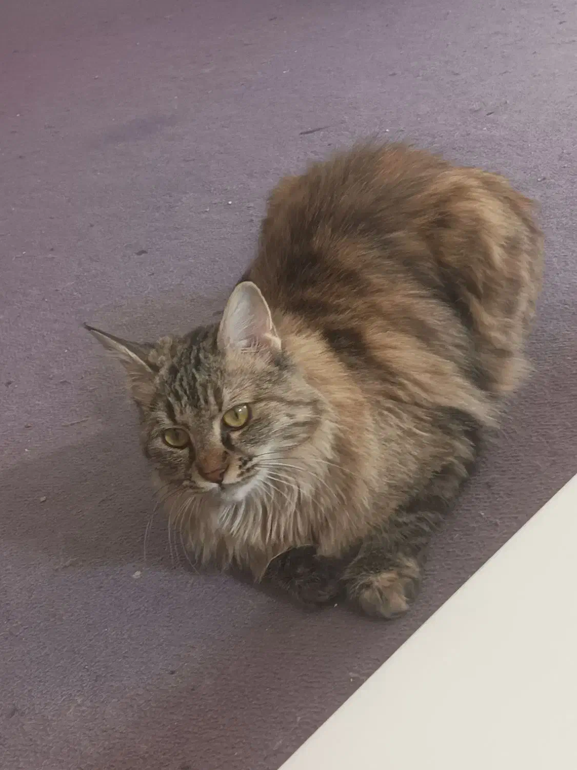 گربه پرشین بریتیش|گربه|اصفهان, شهرک امام خمینی|دیوار