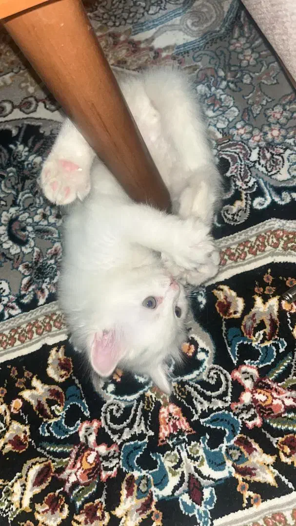 واگذاری گربه|گربه|مشکیندشت, |دیوار