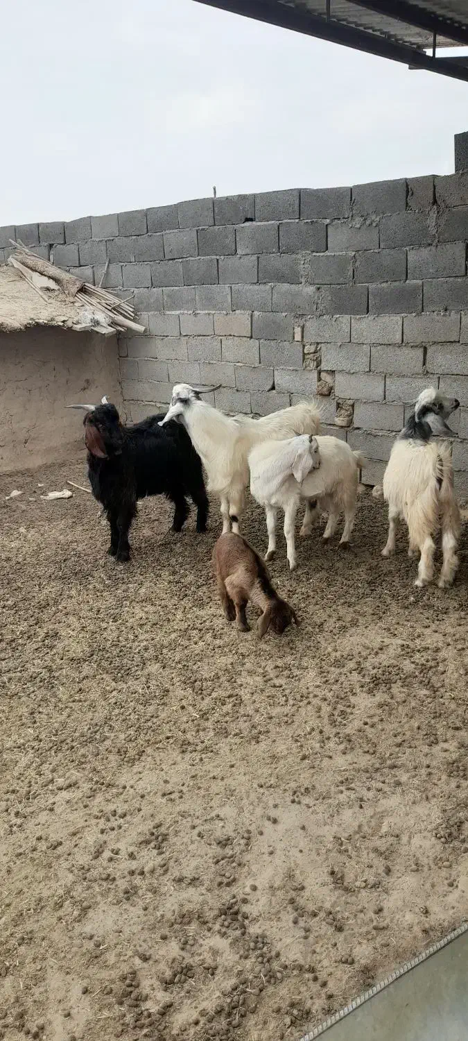 سلام ۴ بزغاله دارم برای فروش|حیوانات مزرعه|گنبد کاووس, |دیوار