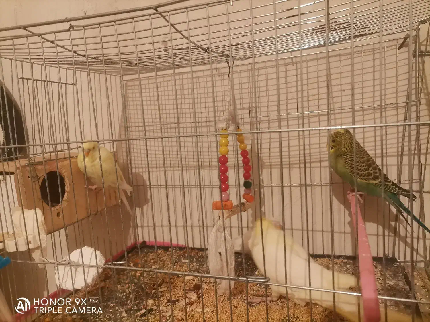 مرغ عشق|پرنده|دهدشت, |دیوار