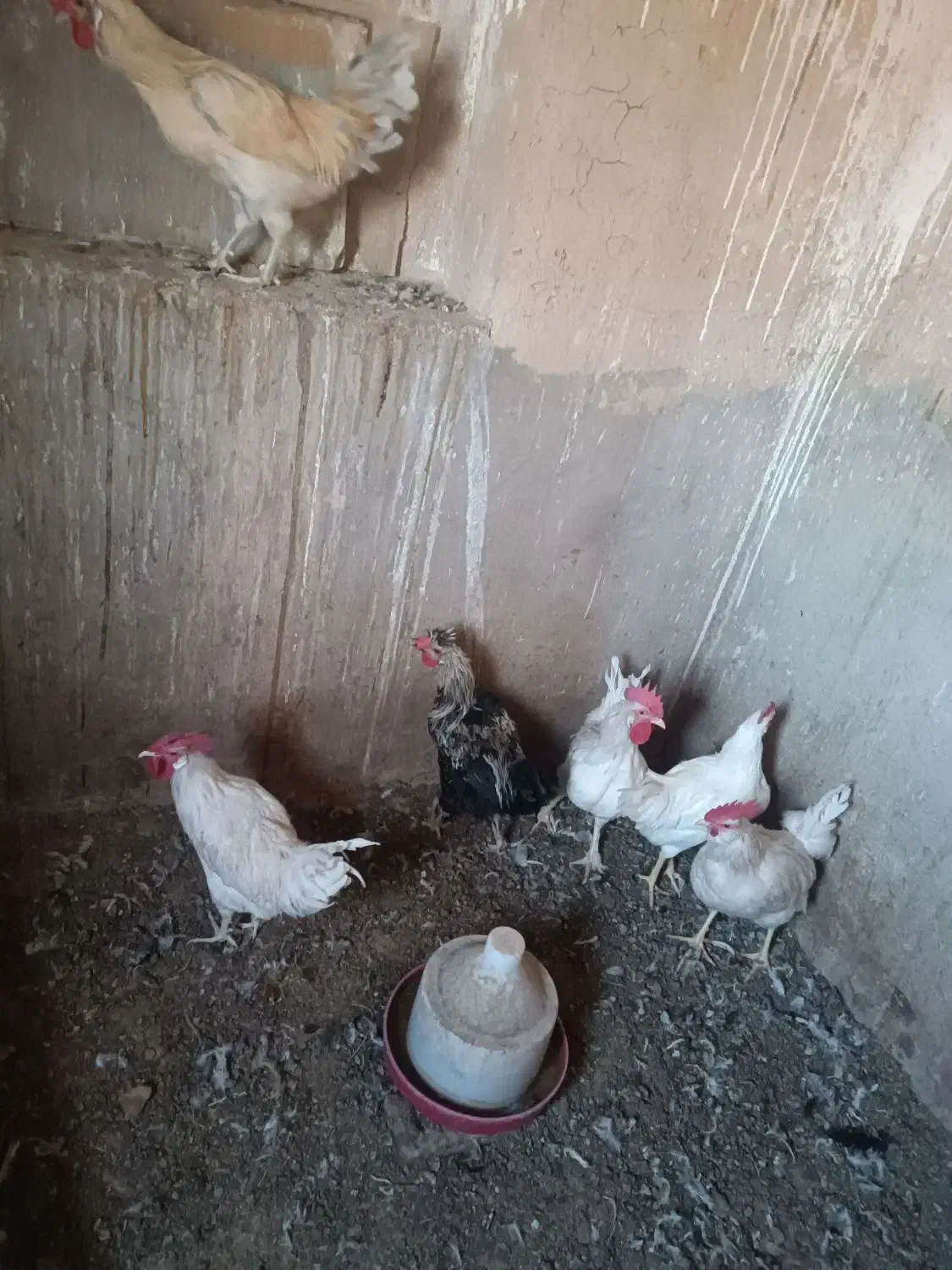 نیمچه خروس|حیوانات مزرعه|یزد, |دیوار