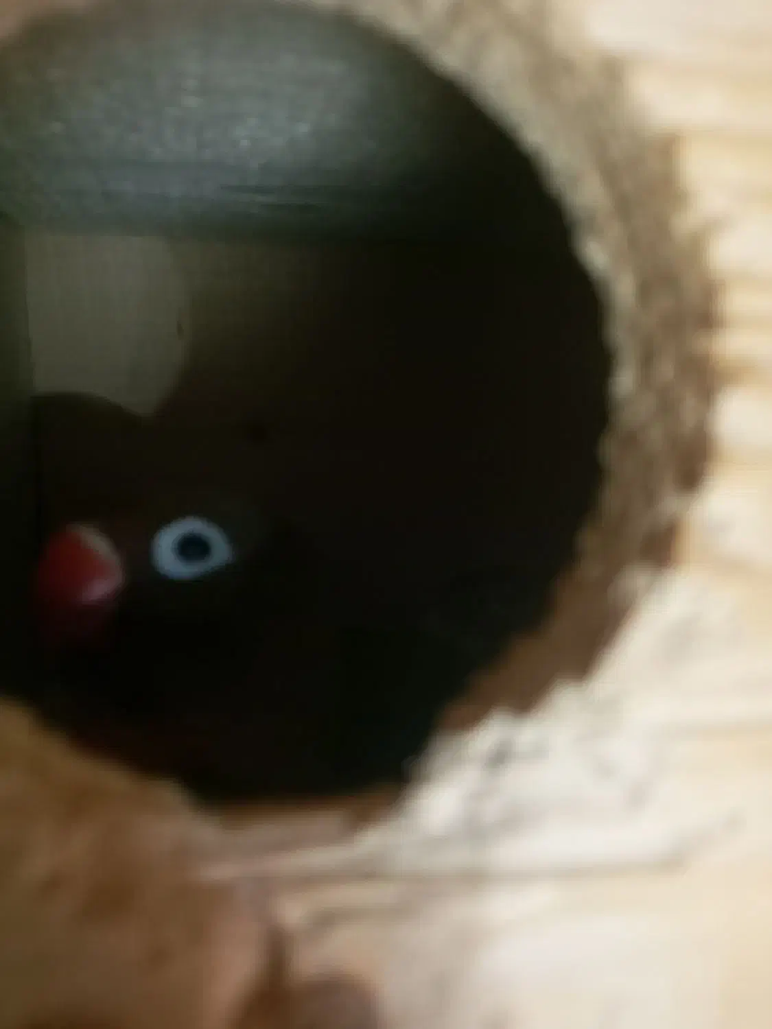 حیوانات و لوازم|پرنده|رستمکلا, |دیوار