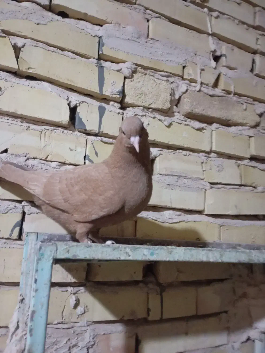 کفتر یا کبوتر|پرنده|سلامی, |دیوار