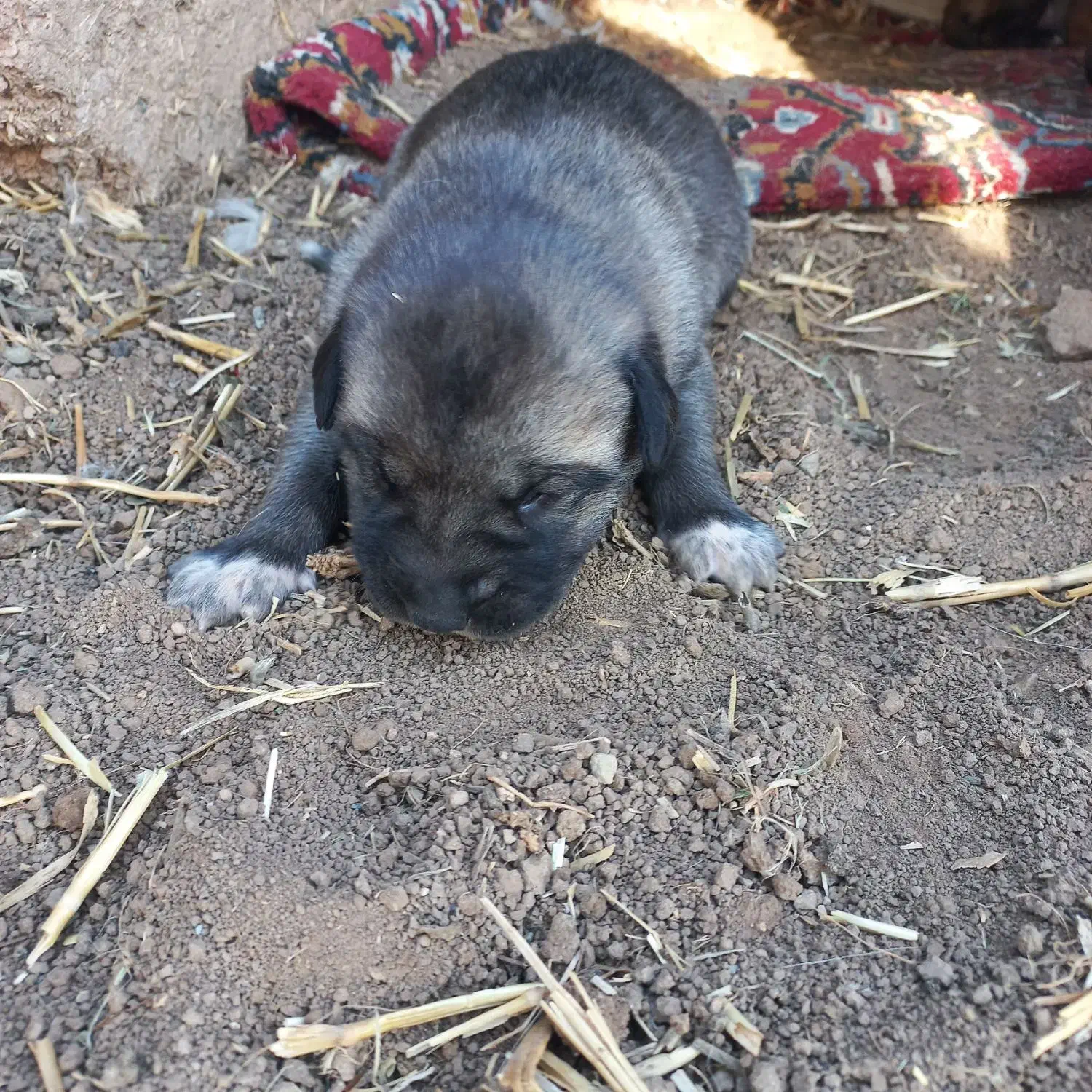 سگ پژدر|سگ|لاجان, |دیوار