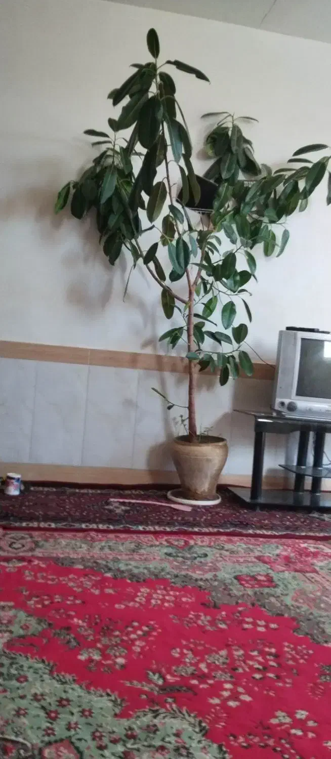 گل خانگی|گل و گیاه طبیعی|بناب, |دیوار