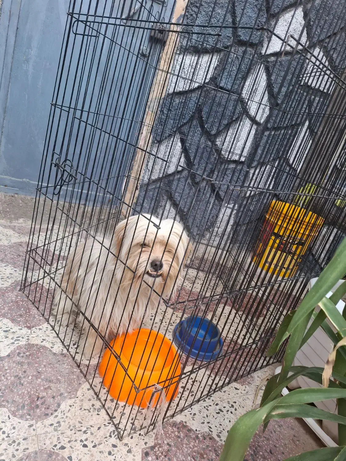 فروش سگ|سگ|کازرون, |دیوار