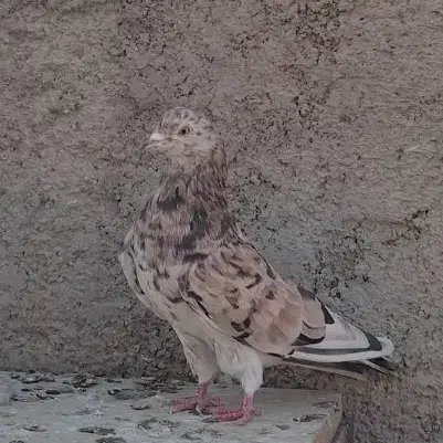 کبوتر رنگی|پرنده|محمدشهر, جعفرآباد|دیوار