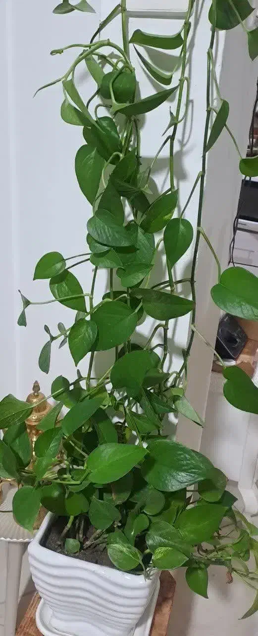 گل طبیعی|گل و گیاه طبیعی|گلبهار, شهر جدید گلبهار|دیوار