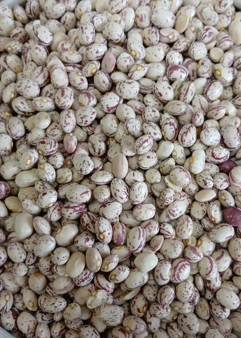 لوبیا چیتی|خوردنی و آشامیدنی|جم, |دیوار