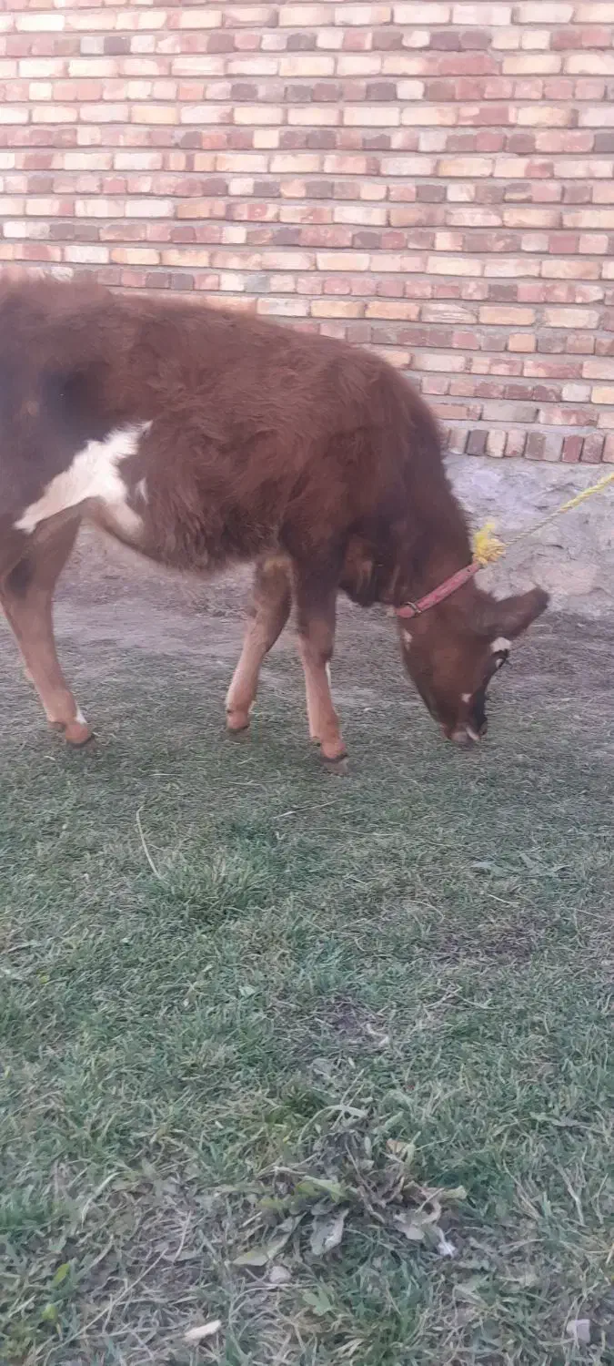 گوساله ماده|حیوانات مزرعه|صومای برادوست, |دیوار