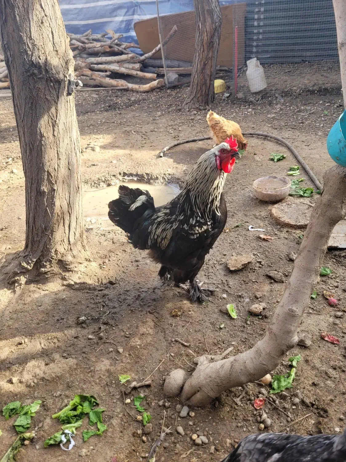 خروس|حیوانات مزرعه|کرج, حصارک بالا|دیوار