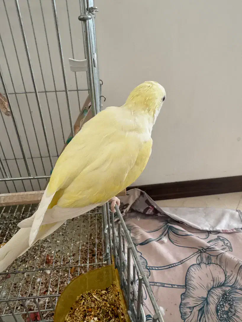 طوطی راهب|پرنده|پاکدشت, پاکدشت (مامازند)|دیوار