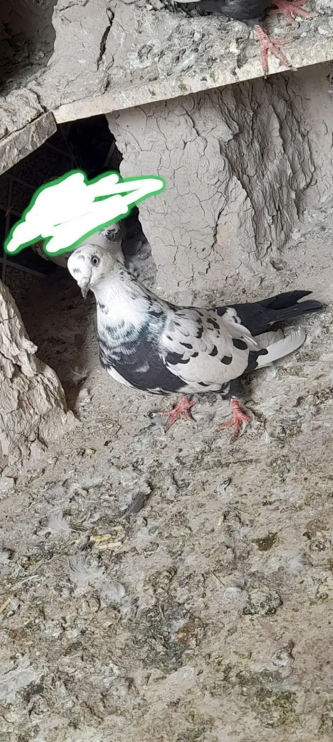 کبوتر|پرنده|نیمروز, |دیوار