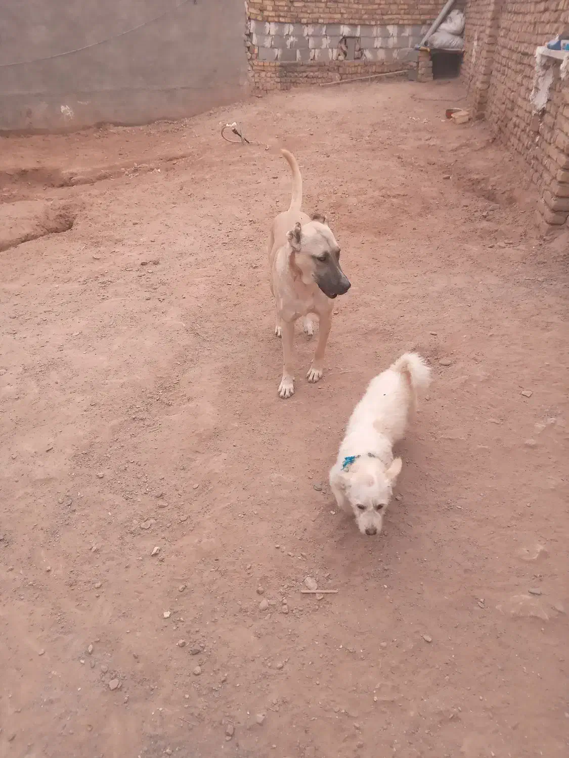 معاوضه ندار|سگ|رضویه, |دیوار