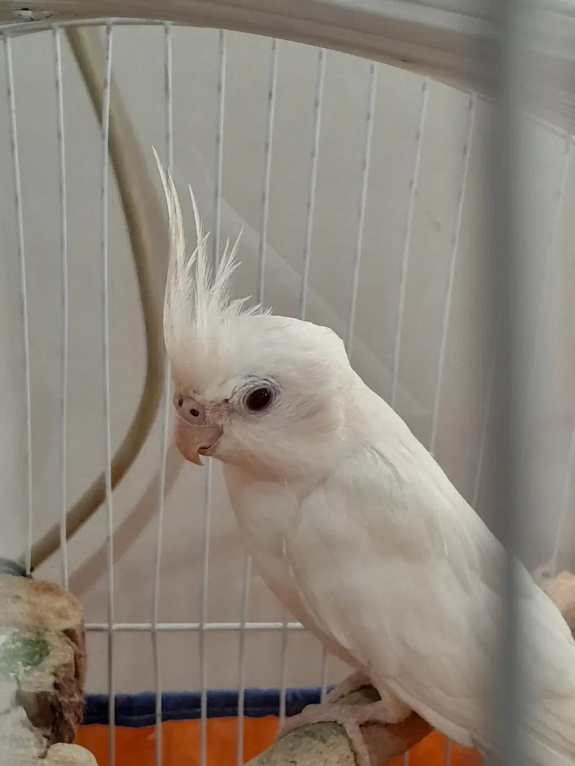 عروس هلندی سخنگو|پرنده|سنگر, |دیوار