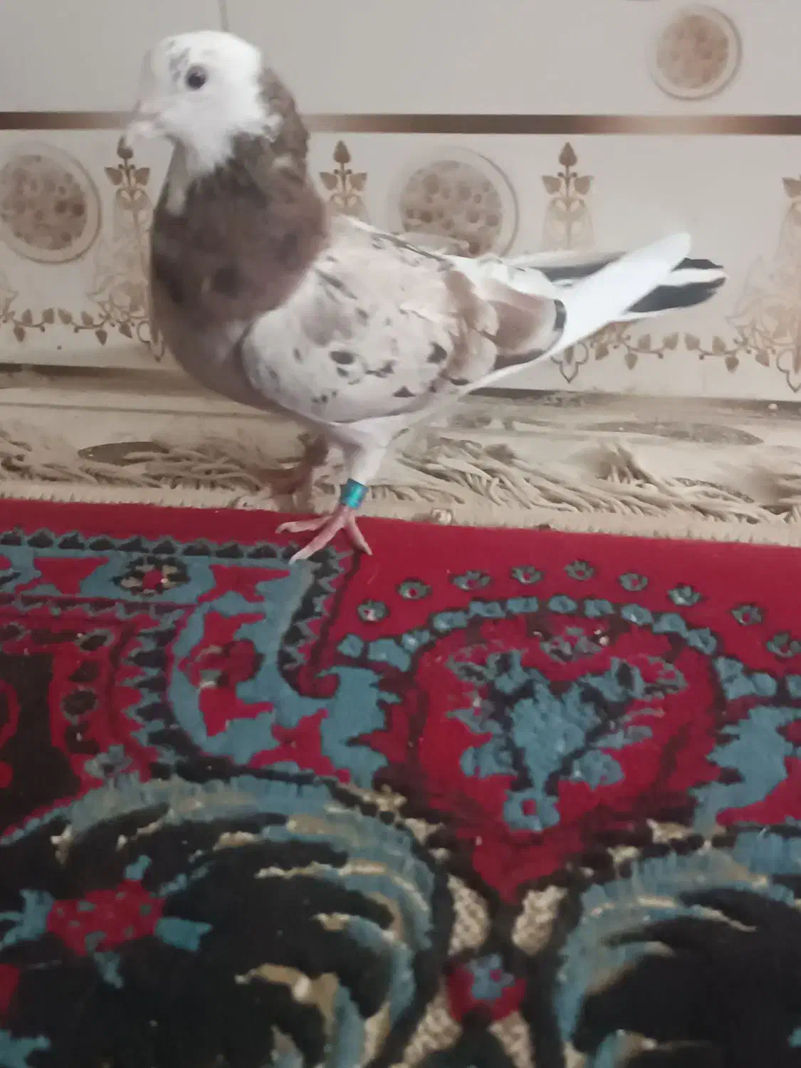 کبوتر|پرنده|زابل, |دیوار