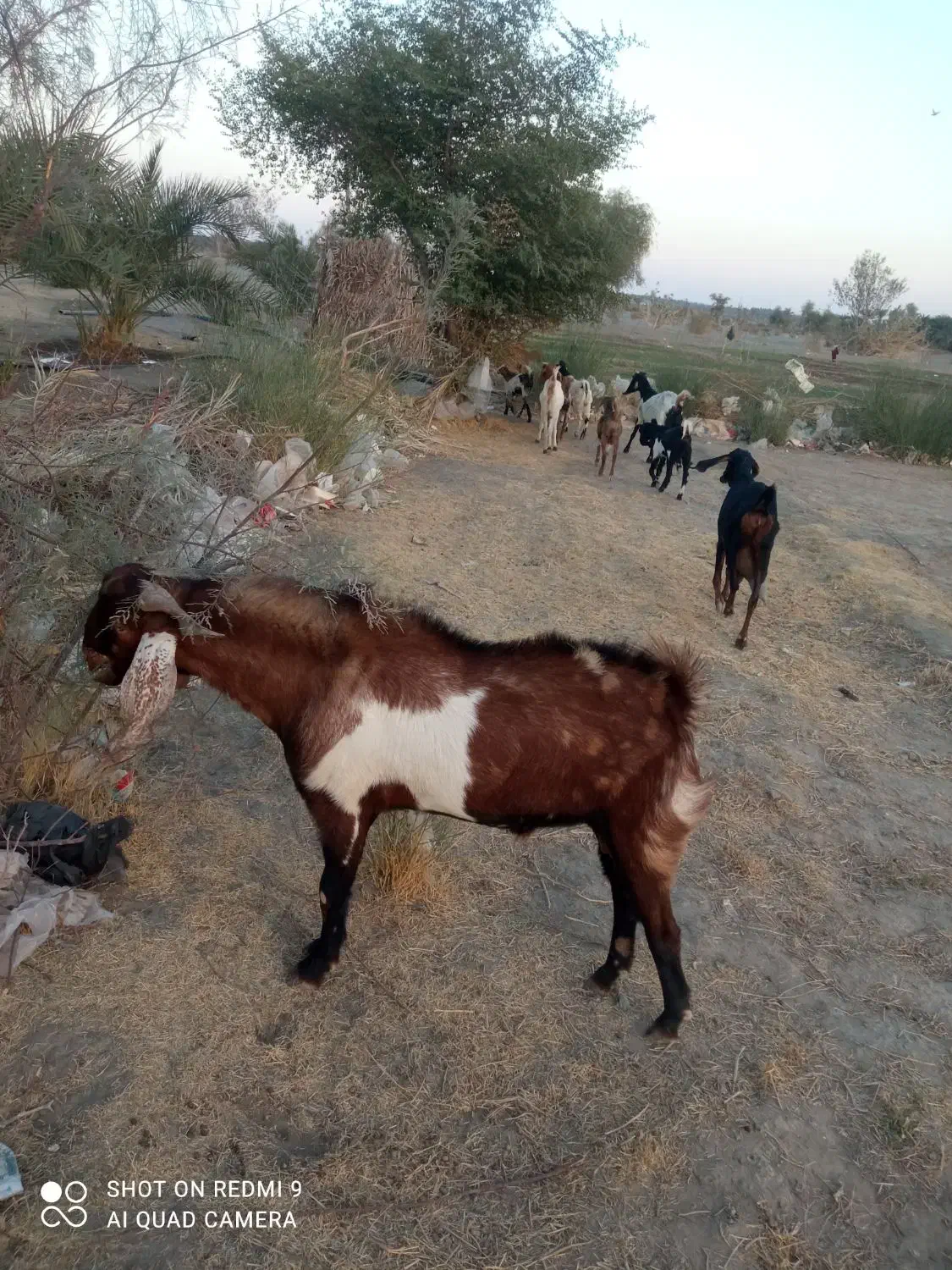 نری چاق و چله مناسب برای دامداری و کشتار|حیوانات مزرعه|قلعه گنج, |دیوار