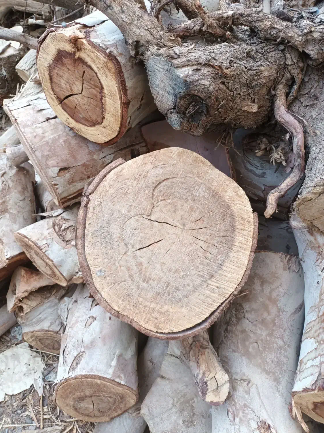 برش درختان(نخل) مزاحم ساخت وساز وقطعه کردن چوب|خدمات باغبانی و درختکاری|بم, |دیوار