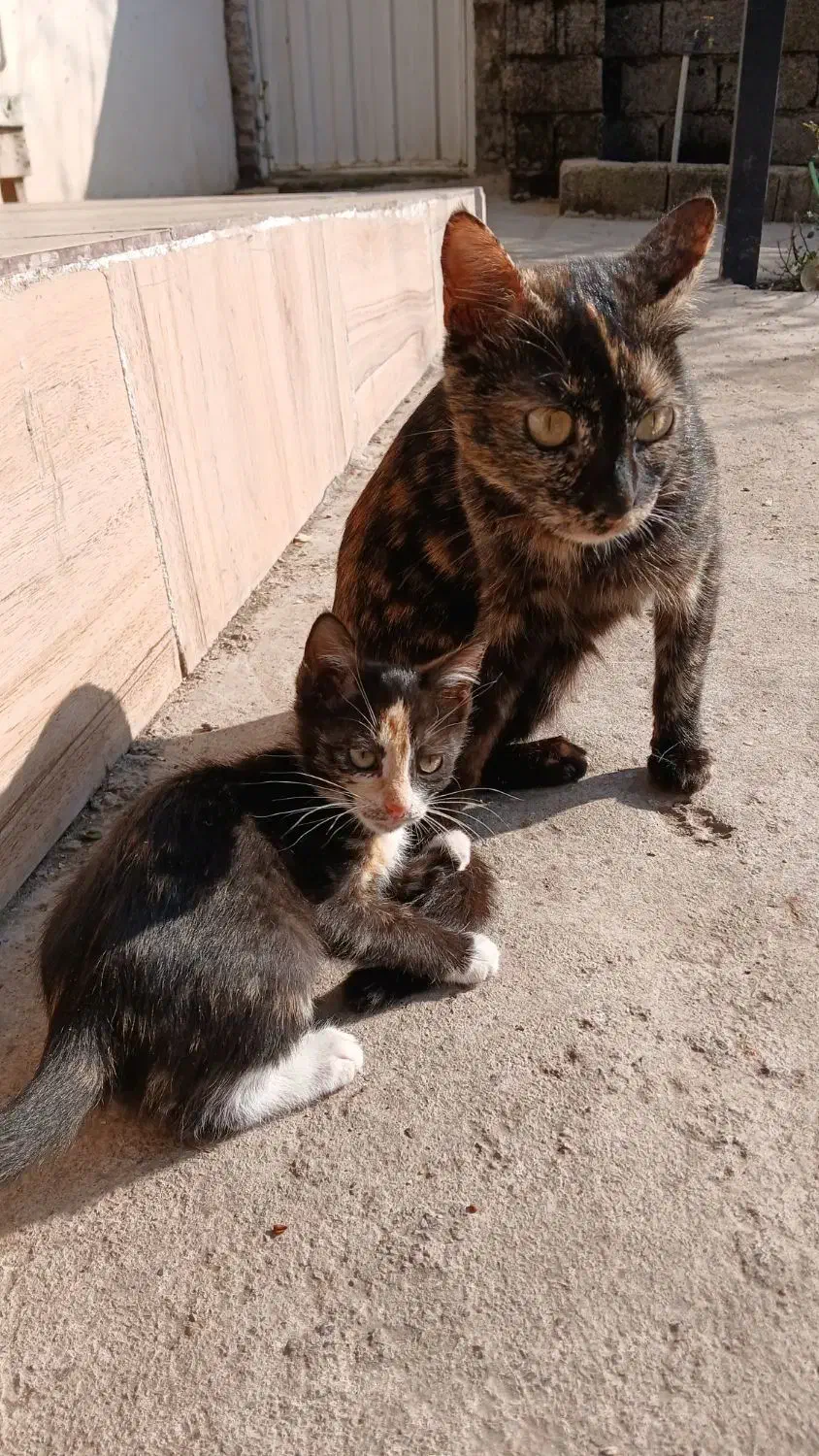 ۳ماهه|گربه|آستانه اشرفیه, |دیوار