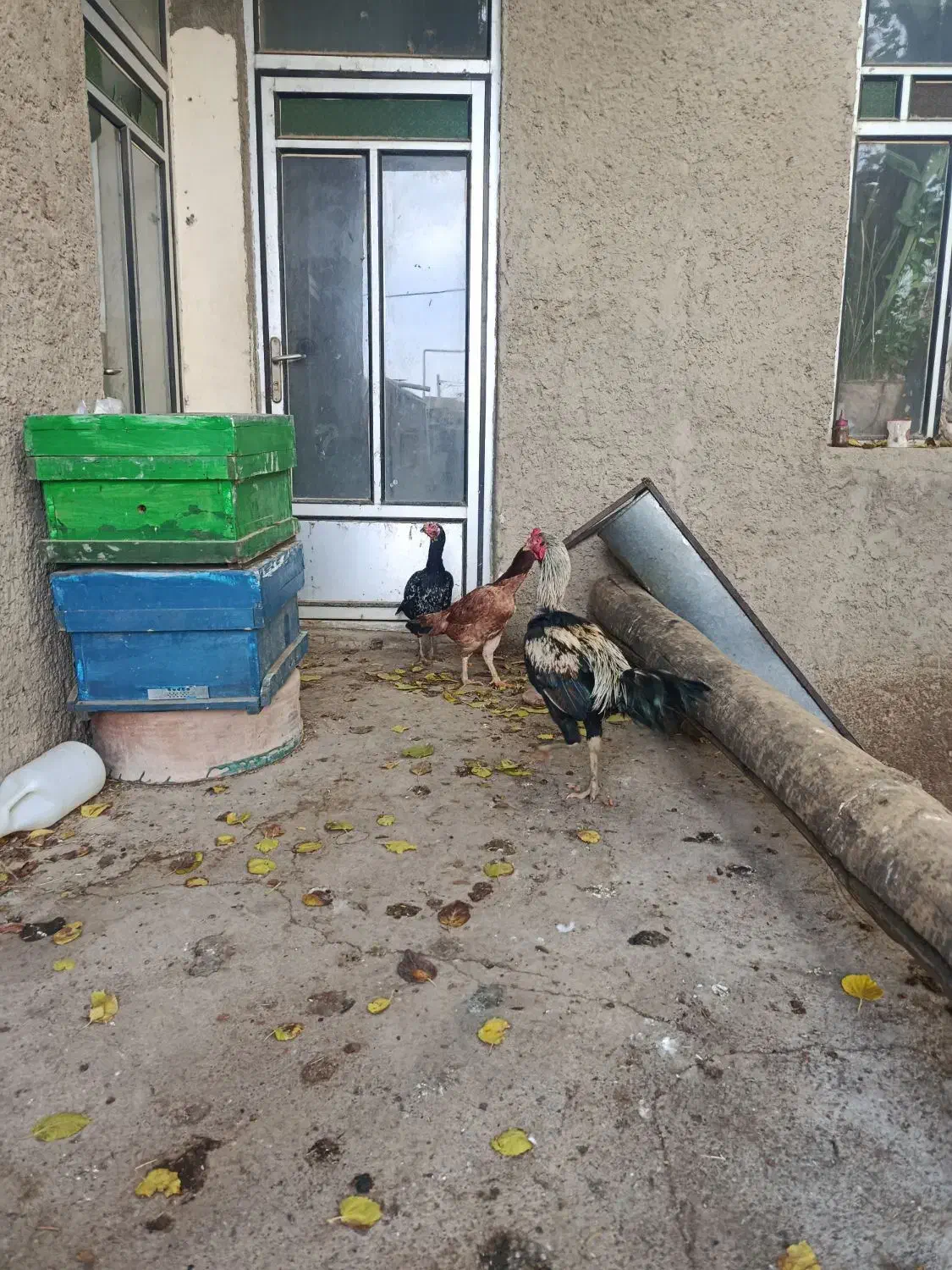 لاری بی نقص|حیوانات مزرعه|دینور, |دیوار