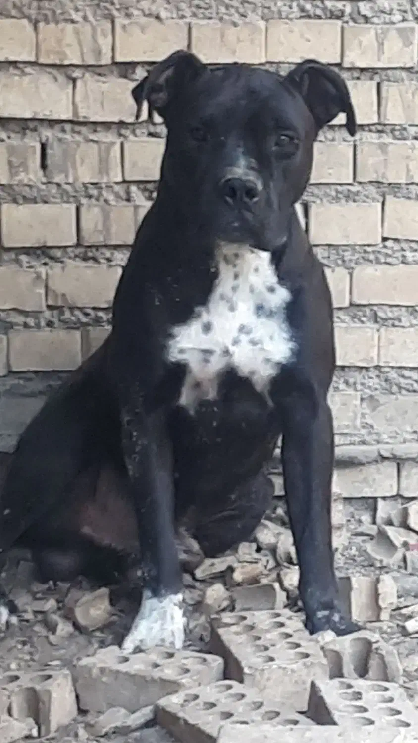 واگذاری سگ|سگ|آبادان, |دیوار